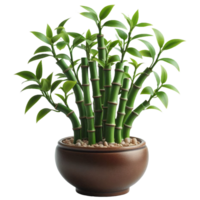 Bamboo tree plant isolated on transparent backgorund png
