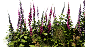 3D render various types of flowers grass bushes shrub and small plants on transparent background png