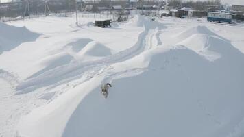 Antenne Aussicht von ein komisch spielerisch Hund mit grau Pelz bellt und wedelt groß lange verschwommen Schwanz auf Weiß Schnee. Clip. ein Hund schützen industriell Stadt Zone und Gebell beim Drohne. video
