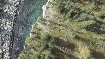 Haut aérien vue de une bleu clair rivière écoulement dans le conifère été forêt. agrafe. pur Montagne l'eau dans le Naturel environnement. video