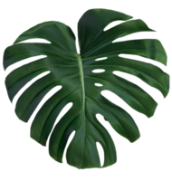 vert feuilles de monstera ou feuille fendue philodendron png