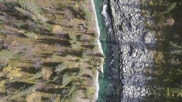 antenne top visie van een blauw verkoudheid rivier- vloeiende door zomer groen Woud en stenen. klem. natuur landschap met steen bergachtig stroom en bomen. video