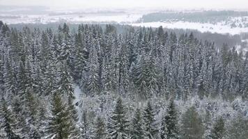 antenne visie van een winter ijzig landschap met groenblijvend net boom Woud. klem. besneeuwd grond en wit bomen Aan mistig lucht achtergrond. video