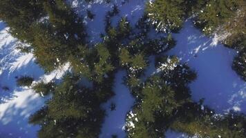 Aerial top view of a spruce green grove and white snow covered ground. Clip. Natural winter scenery with the sun beams shining through forest. video