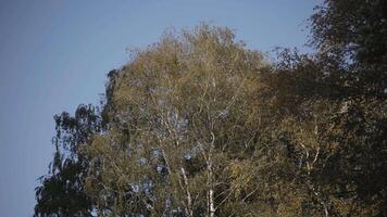 Bottom view of a spring birch tree crown on blue sky background. Action. Natural background of tree leaves swaying in the wind on a sunny day. video