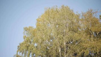 lövverk av en björk träd svängande i de vind. handling. botten se av en skön sommar träd löv fladdrande i de vind på blå klar himmel bakgrund. video