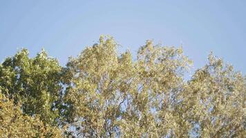 Spring landscape with tree branches and green leaves against the blue sky. Action. Bottom view of a tree crown swaying in the wind. video