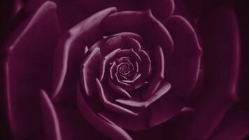 resumen realista giratorio forma de un flor brote, sin costura bucle. animación. rosado hilado planta con Fresco pétalos creando óptico espejismo. video