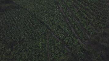 antenn se av en grön majs fält plantage. klämma. begrepp av lantbruk, flygande tvärs över en omfattande skön fält med grön vegetation. video