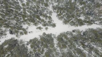 Aerial top view of a frozen forest with snow covered ground at winter. Clip. Flight above green pine forest in Finland with a narrow path among trees. video