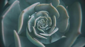 Top view of spinning abstract green succulent in the endless motion. Animation. Beautiful plant spinning and creating optical illusion, seamless loop. video