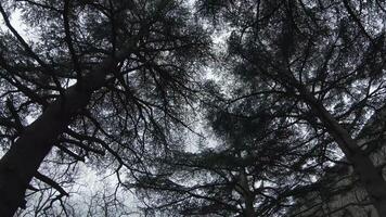 donker griezelig pijnboom boom Woud in laat herfst. schot. bodem visie van geest hout met boom boomstammen en takken tegen een bewolkt lucht. video