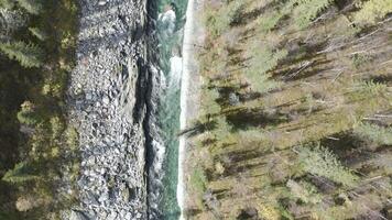 aéreo ver de limpiar Fresco montaña río rodeado por otoño verde y amarillo arboles acortar. natural paisaje de taiga bosque, Rusia. video