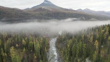 Aerial view over wild river and forest in beautiful scenery. Clip. Foggy day in mountains on an autumn day with mixed forest and bright cloudy sky. video