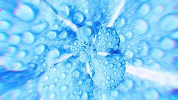 cerca arriba de un resumen hermosa blanco y azul flor con agua gotas. animación. giratorio flor brote, concepto de naturaleza, sin costura bucle. video