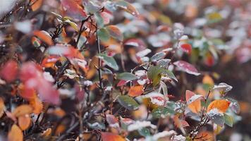dichtbij omhoog van kleurrijk herfst gebladerte nat van regen. . natuurlijk achtergrond wat? een struik takken met groente, rood, geel bladeren met regen druppels. video