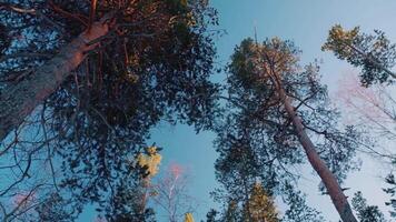 Frame of green trees around edges and blue sky in the centre, bottom view. Scene. View of the sky from the bottom of the forest with trees and branches along the edges of the frame video