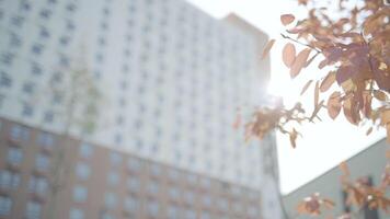 Red tree branches on background of residential building. Action. Young tree with red leaves near residential building. Young trees near residential building on sunny autumn day video