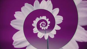 Swirling spiral of flower petals. Animation. Female animation with blooming unfolding flower bud. Abstract bud blooming in moving spiral of petals. Spring flower animation video