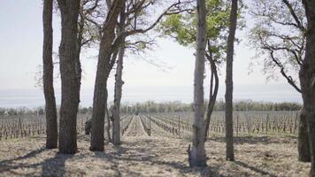 Forest landing at farmer's field. Action. Dry trees on background of grape field on sunny day. Hot day on new grape field in spring season. Wild trees near grape field video