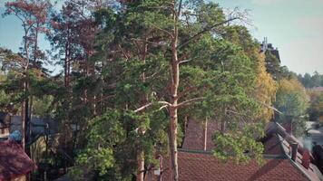 aereo Visualizza di pittoresco campagna moderno case circondato di pino alberi. . bellissimo mattone cottage nel ecologico posto su un' estate giorno. video