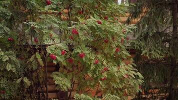 Green foliage in summer forest, a rowan trees and a spruce. . Fall natural scenery, a tree branches with a wooden traditional house wall on the background. video