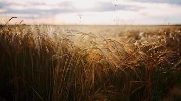 campo di d'oro Grano e blu nuvoloso cielo. . agricolo bellissimo campo sotto il sole raggi su un' estate soleggiato giorno. video