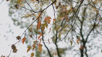 gyllene lövverk i höst skog, botten se. . falla naturlig landskap, en träd gren med färgrik löv på ljus himmel och träd krona bakgrund. video