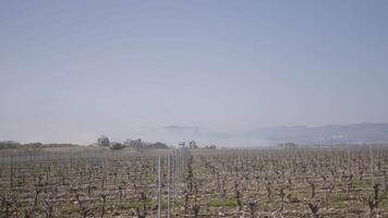 panorama de uva campo. acción. agrícola campos con nuevo plántulas de viñedos para vinificación hermosa campos con nuevo viñedos en primavera temporada video