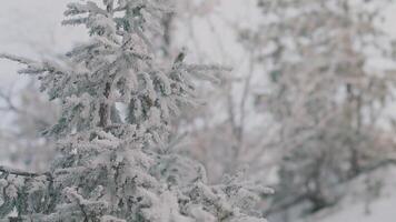 sneeuw gedekt Afdeling van Spar boom in winter Woud. tafereel. pijnboom boom na zwaar sneeuwval, natuur in winter verkoudheid seizoen. video