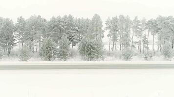 ver de hermosa invierno abedul madera. escena. bosque en nieve en Alpen parte superior video