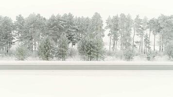 Visão do lindo inverno bétula madeira. cena. floresta dentro neve em Alpen topo video