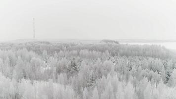 antenn se av en snö täckt skön blandad skog och en morgon- vinter- dis. scen. naturlig frostig landskap med frysta träd på molnig och dimmig himmel bakgrund. video