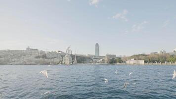 Seagulls fly over water on background of city on coast. Action. Many gulls flying off coast of Turkish city. Seagulls fly on background of beautiful sunny coast of Turkey video