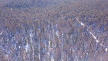 Top view of dense pine forest in winter. Clip. Beautiful view from height of pine winter forest on sunny day. Wild forest on sunny winter day video