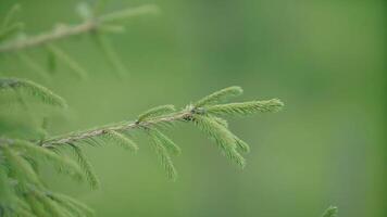 dichtbij omhoog van Spar boom Afdeling Aan groen wazig Woud achtergrond. . natuurlijk achtergrond met een net boom details. video