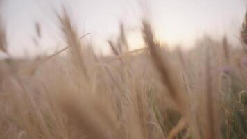 Sun shining through wheat ears on a summer field. Action. Close up of golden beautiful summer meadow on blurred sky background. video