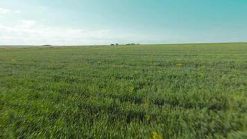 oben Aussicht von landwirtschaftlich Grün Felder. Schuss. fliegend auf Drohne Über Grün landwirtschaftlich Felder. üppig Grün Felder Dehnen zu Horizont mit Blau Himmel video