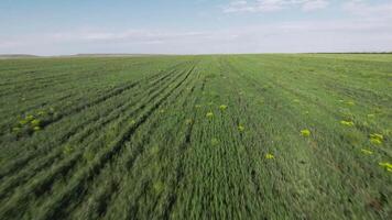 bellissimo verde i campi su orizzonte sfondo. sparo. volante al di sopra di agricolo i campi con liscio righe andando in distanza. verde i campi allungamento al di là orizzonte con blu soleggiato cielo video