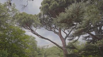 bellissimo meridionale alberi su sfondo di nuvoloso cielo. azione. parte inferiore Visualizza di corona di verde meridionale albero nel nuvoloso tempo atmosferico. parco alberi nel Sud video