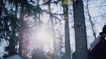 bodem visie van de zon schijnend door naald- bomen en een een deel van een houten huis dak. . zonneschijn en boom takken, boomstammen Aan blauw lucht achtergrond. video