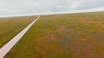 Drohne fliegt nach Vögel im Feld. Schuss. oben Aussicht von wild fliegend Vögel im Natur. schön und aufregend Flug von Vögel Über Grün Felder video