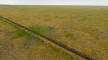 zumbido moscas después aves en campo. disparo. parte superior ver de salvaje volador aves en naturaleza. hermosa y emocionante vuelo de aves terminado verde campos video