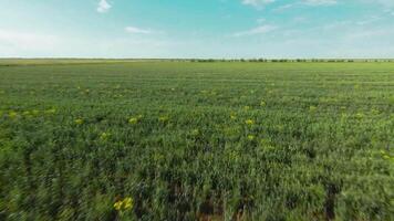 Haut vue de agricole vert des champs. tir. en volant sur drone plus de vert agricole des champs. luxuriant vert des champs élongation à horizon avec bleu ciel video