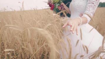 vicino su di un' femmina mano nel un' bianca vestito toccante Grano spighette. . sposa e sposo in piedi nel il d'oro campo di Grano. video