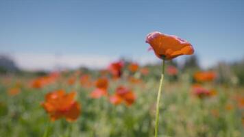 fermer de coquelicot dans vent. action. magnifique rouge coquelicot fleur se balance dans vent. été Prairie avec rouge coquelicots sur ensoleillé journée video