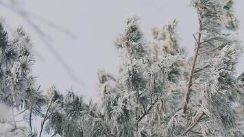 snö täckt gren av gran träd i vinter- skog. scen. tall träd efter tung snöfall, natur i vinter- kall säsong. video