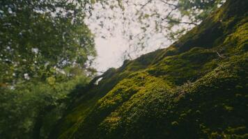 Green moss on rocky hill. Action. Beautiful cover of moss on rocky areas in green park. Green moss on background of trees on sunny day video