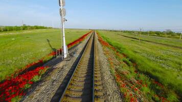 Quick trip on rails. Shot. Beautiful view of rails from moving train. Fast train ride on rails on background of red flowers and green field video