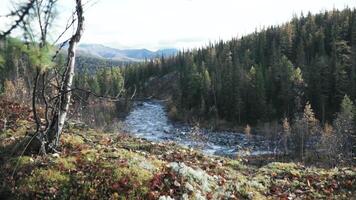 magnifique vue de le flanc de montagne. agrafe. un intéressant vue de le pente de au dessus où là est une magnifique vert forêt, une rivière et une sans nuages ciel. video